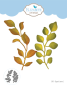 Preview: Elizabeth Craft Designs, Elegant Leaves 1 Dies