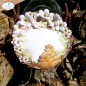 Preview: Elizabeth Craft Designs, Pine Cones Dies