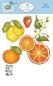 Preview: Elisabeth Craft Designs, Sunny Days Die Fresh Fruit