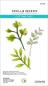Preview: Spellbinders, Victorian Garden Foliage Etched Dies