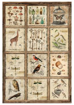 Ciao Bella, Cabinet of Curiosities A4 Rice Paper Mixed