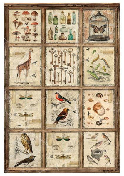 Ciao Bella, Cabinet of Curiosities A4 Rice Paper Mixed