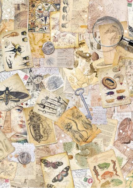 Ciao Bella, Cabinet of Curiosities A5 Rice Paper Mixed, 8-teilig